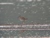 Pectoral Sandpiper at Vange Marsh (RSPB) (Steve Arlow) (92656 bytes)